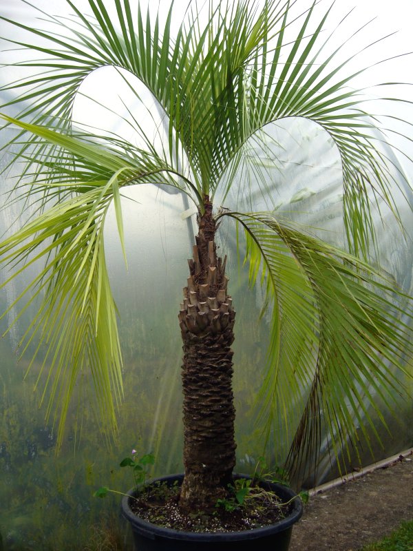 Butia purpurascens